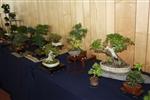 SBA-National Bonsai Exhibition 2014 (12).jpg